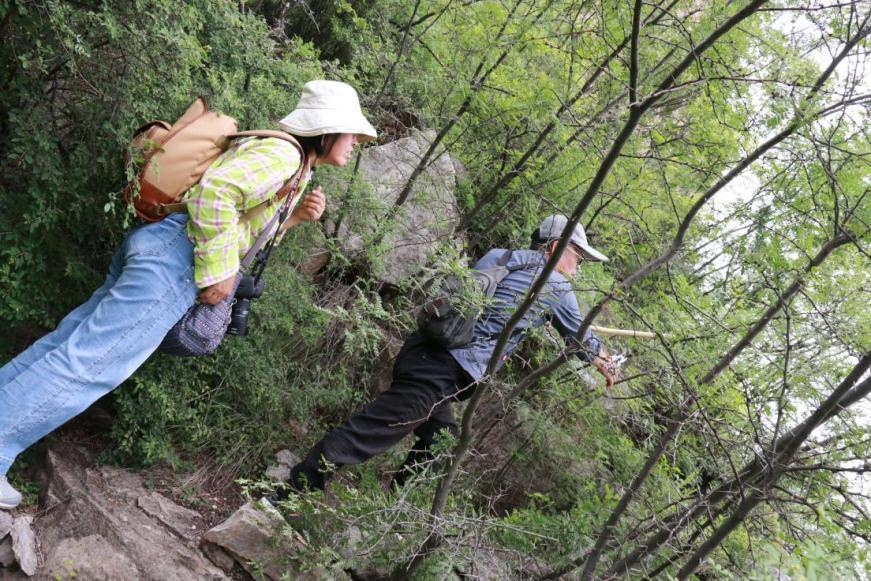 《祖国》记者跑两会丨太行山深处的“绿色守望者”——访第十四届全国人大代表、涉县林业局高级工程师刘素云