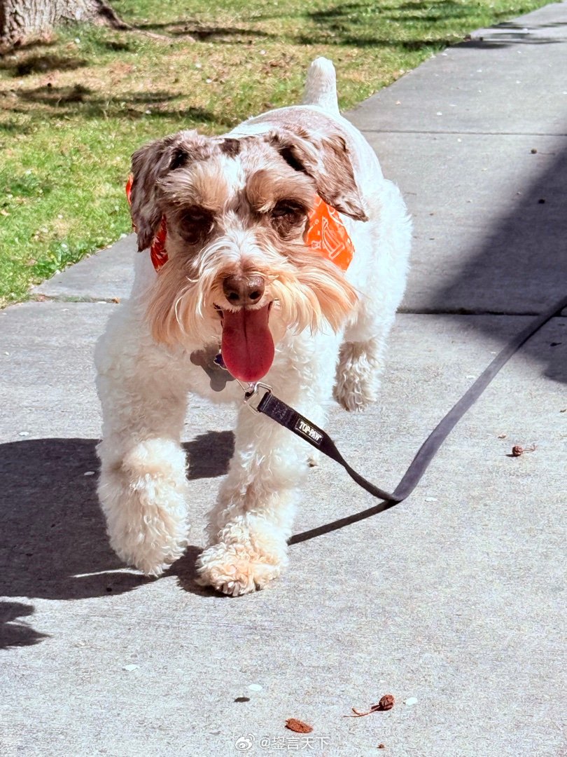 雄赳赳地巡视社区的吉哥 乖妈摄影 