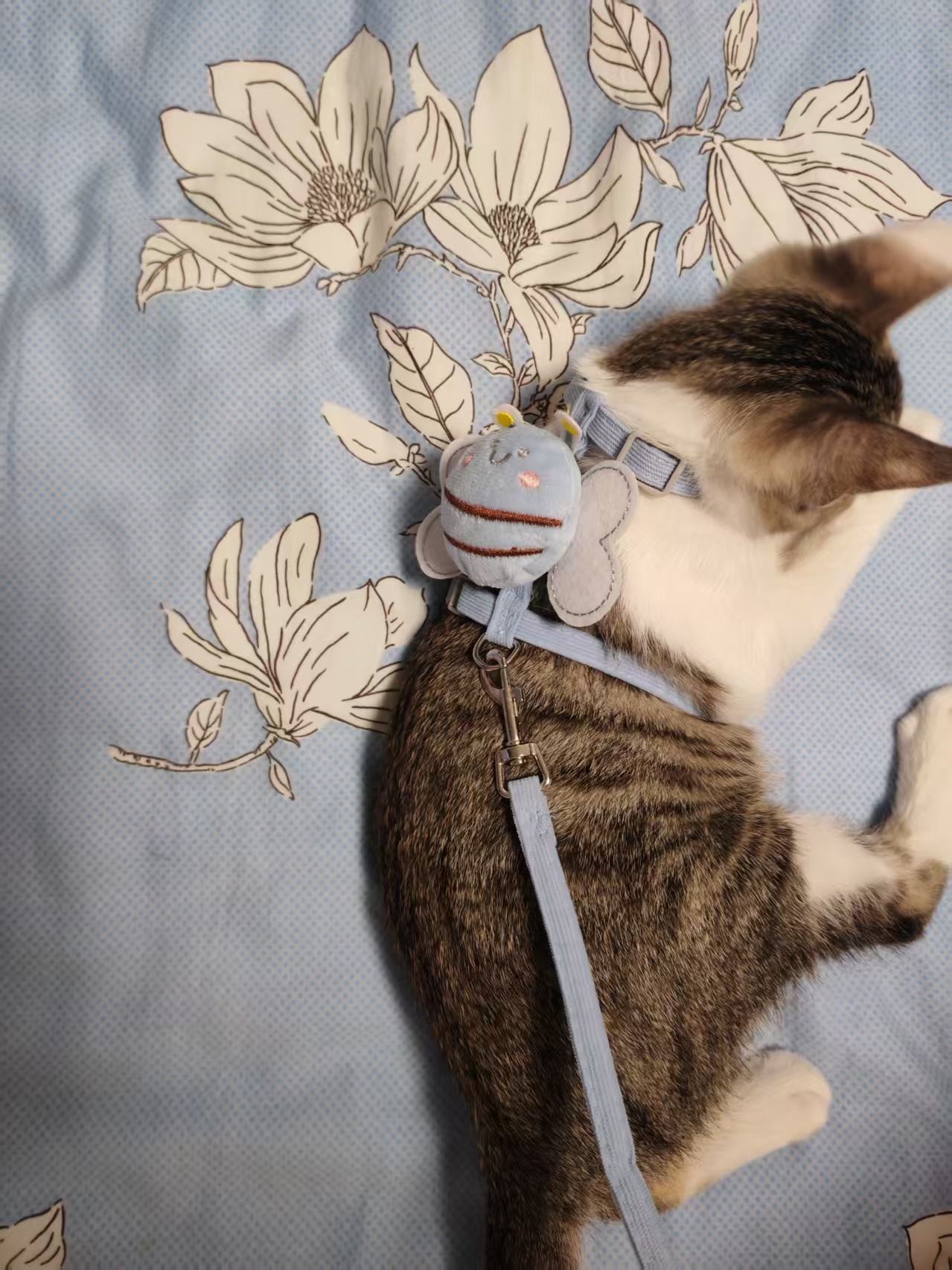 其实我觉得猫是不用出门的，但我妈非要买这个