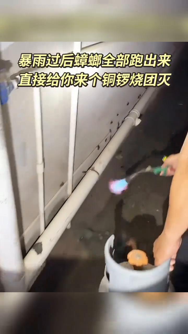 暴雨过后蟑螂全部跑出来，直接给你来个铜锣烧团灭。这是南方的蟑螂，给北方人见识一下