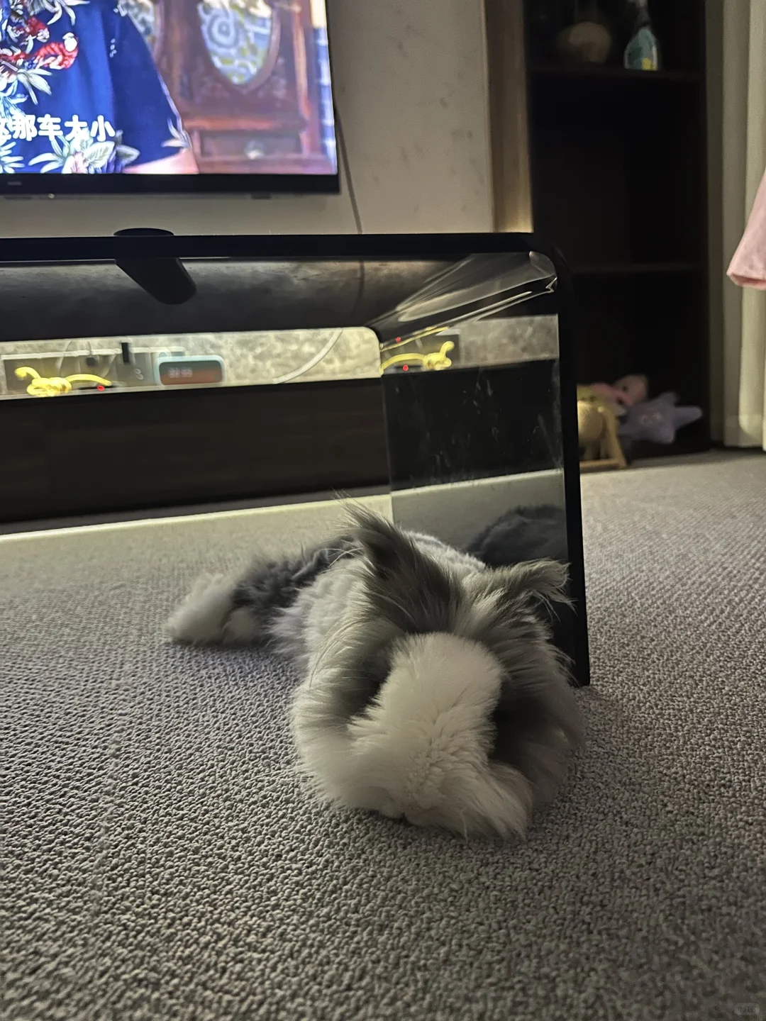 有这么爱看电视的兔兔吗