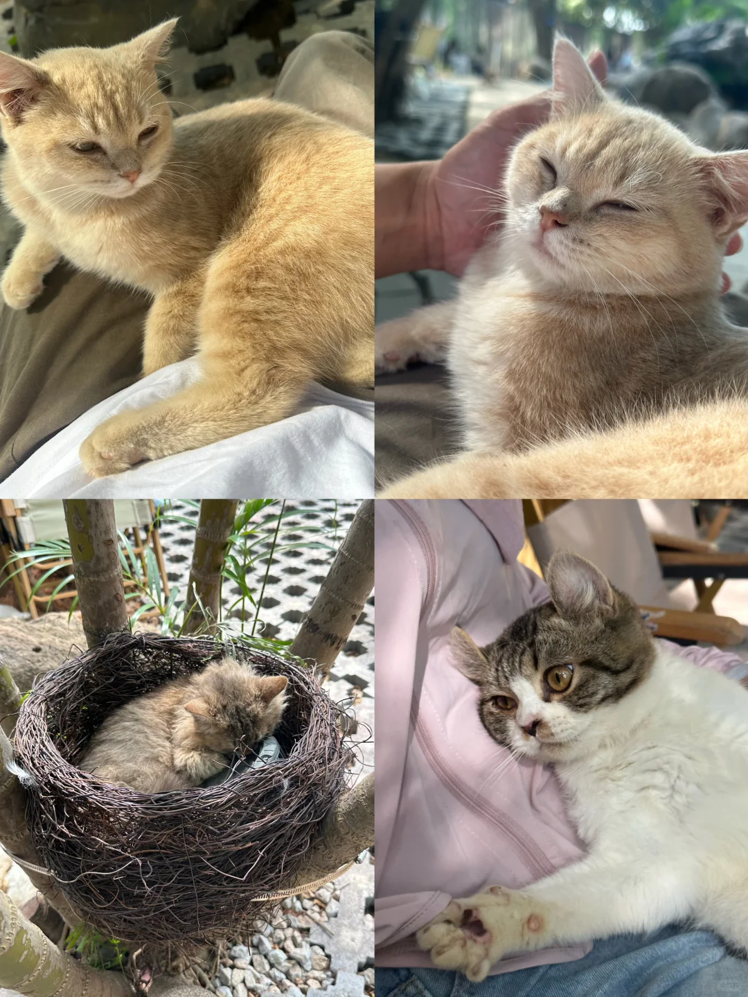 🐈广州也有自己的猫猫岛了❗️沉浸式撸猫地❤️