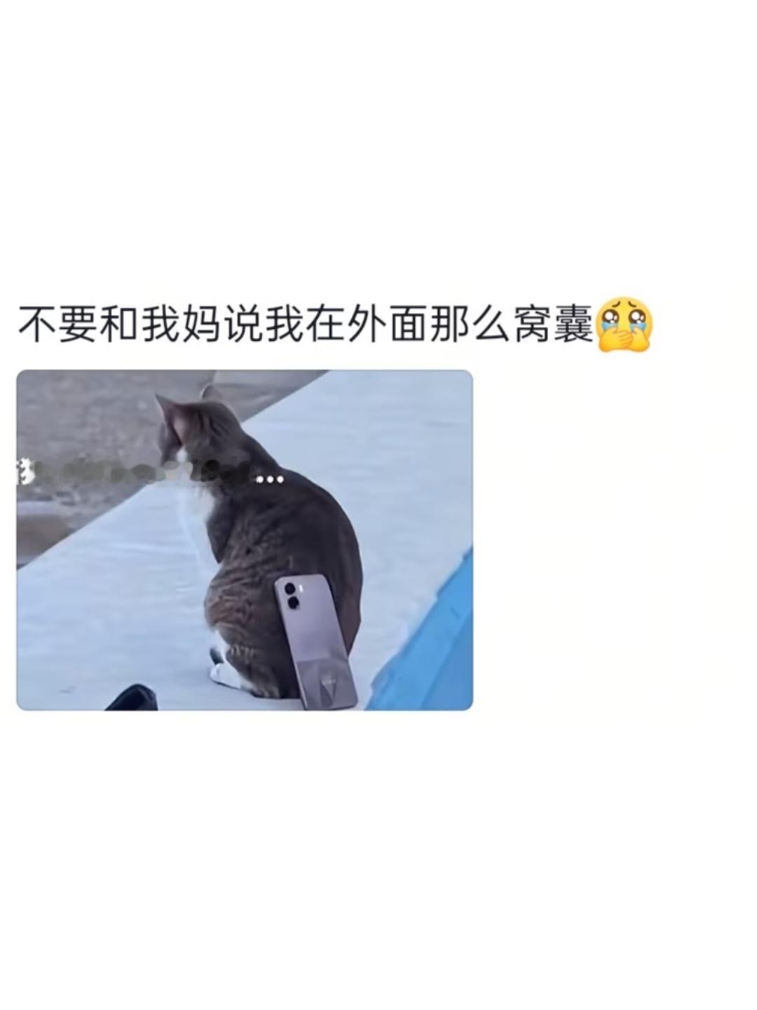咪：不吃狗粮 