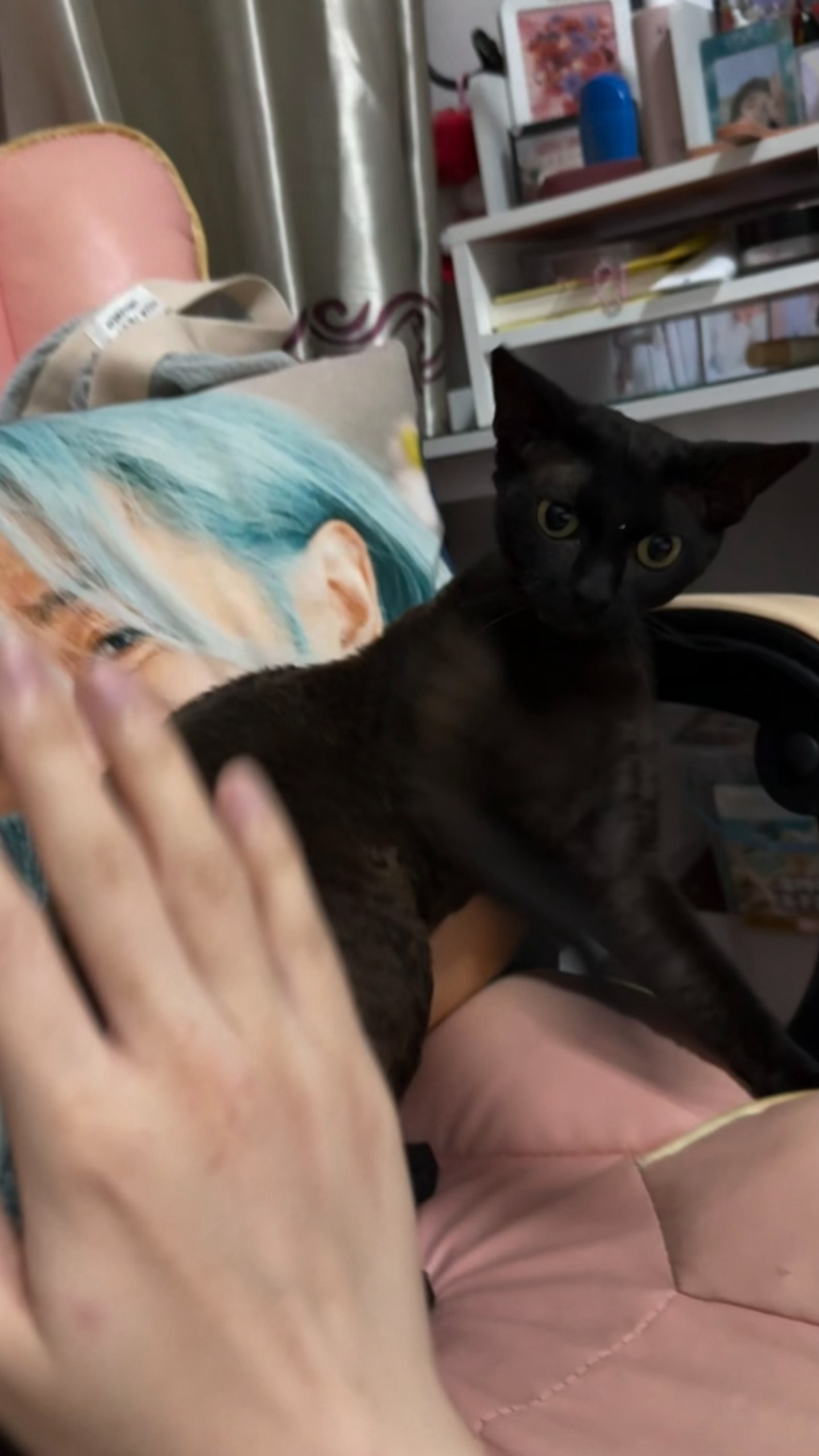 家猫打人事件