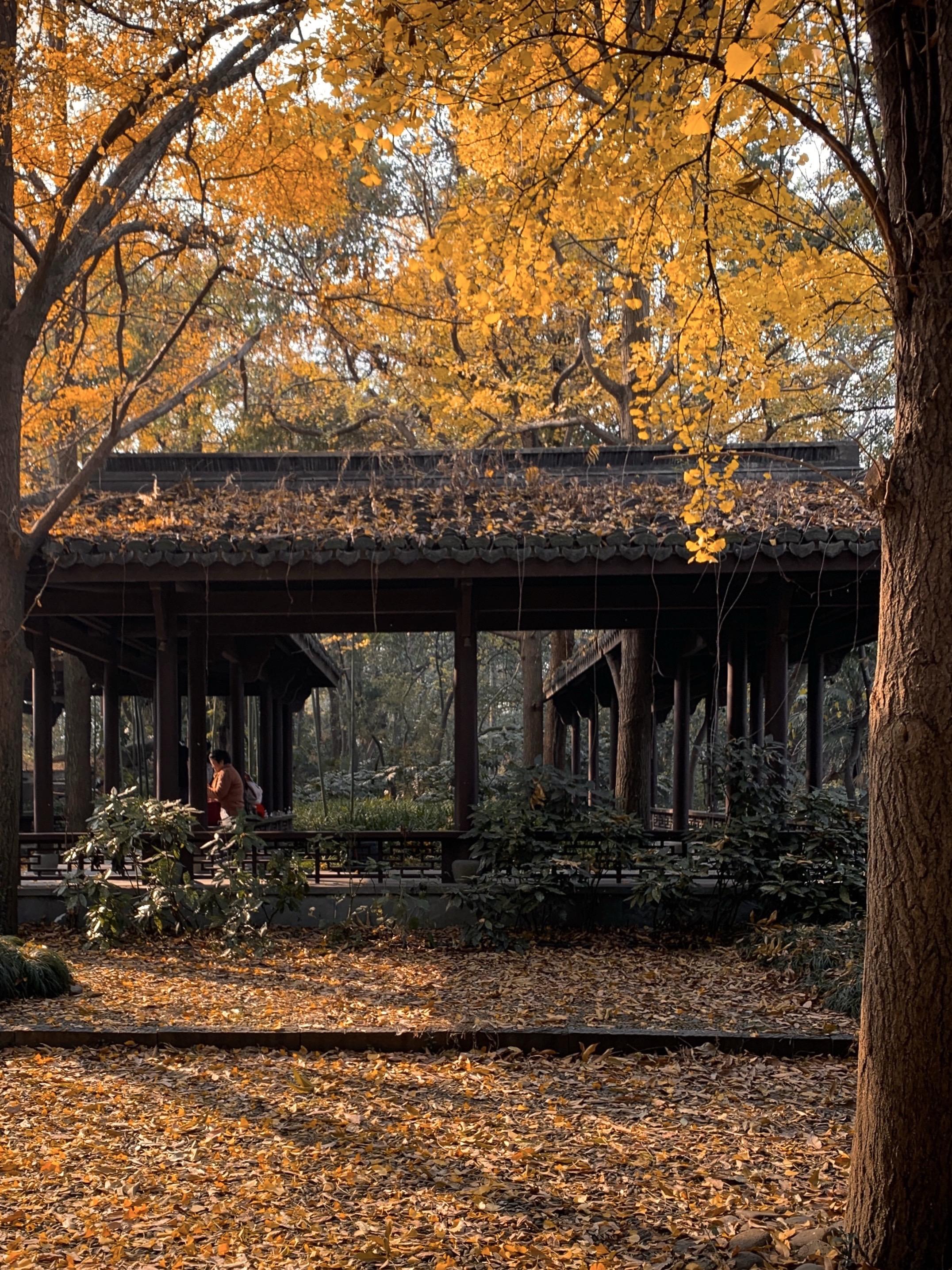 秋天来杭州，我只去一个地方。杭州的秋天，一半都在北山街！这条3600米...