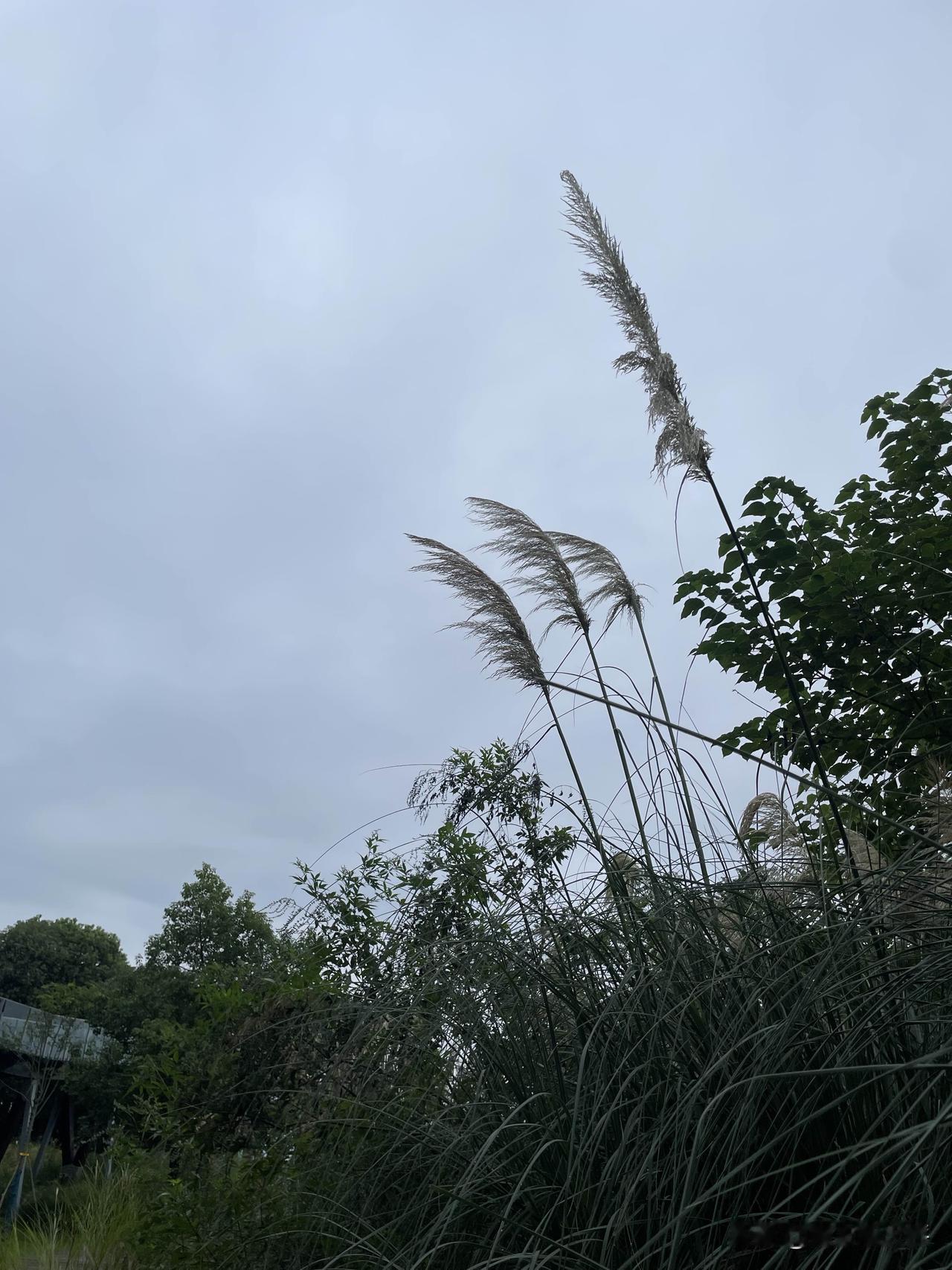 这是汉江边的芦苇，当地人把它叫茅草，不管怎么说，它也是有名字的哈。