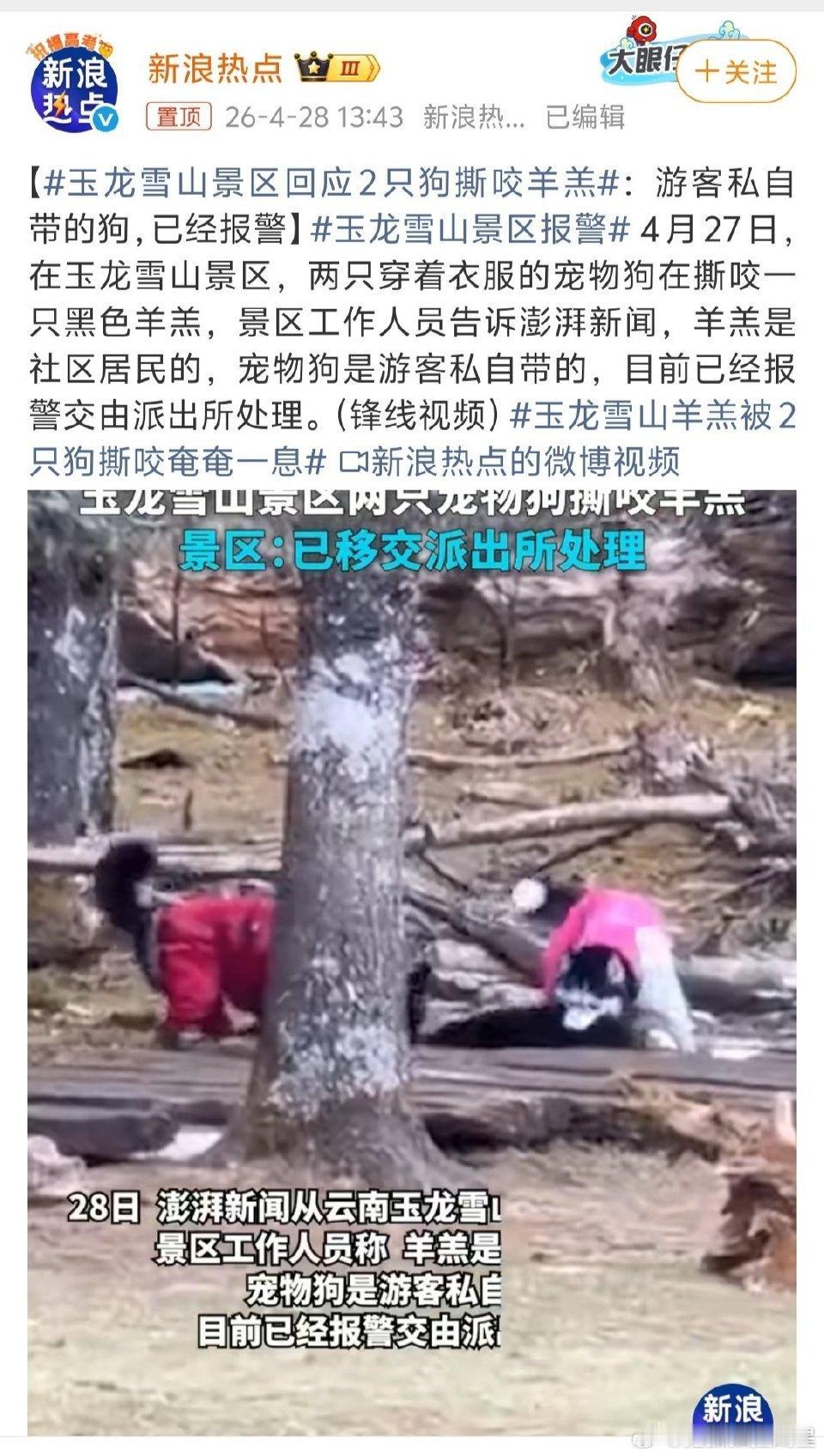 玉龙雪山景区果断报警！游客私带宠物撕咬羊羔引众怒
 
4月27日，丽江玉龙雪山景