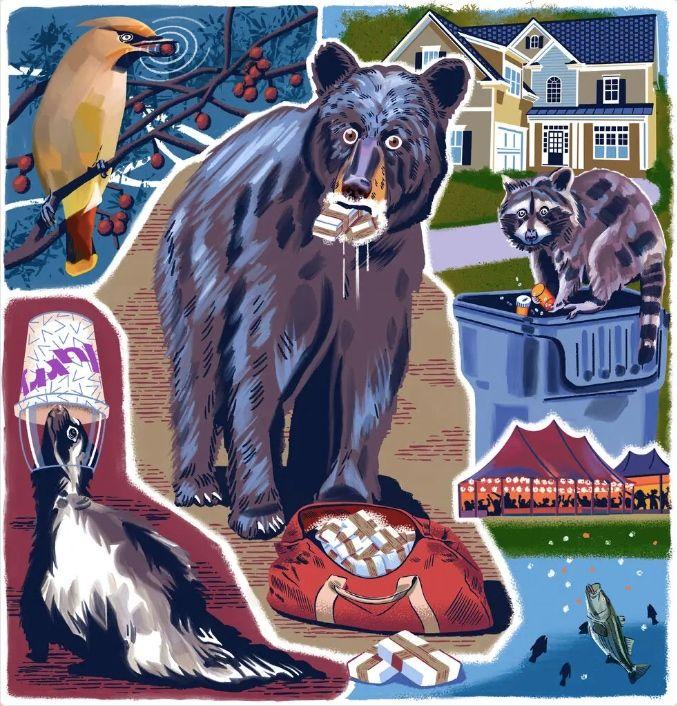 1985年，毒贩桑顿飞机失事，1500万美元的可卡因掉进森林，然后，一只黑熊把它