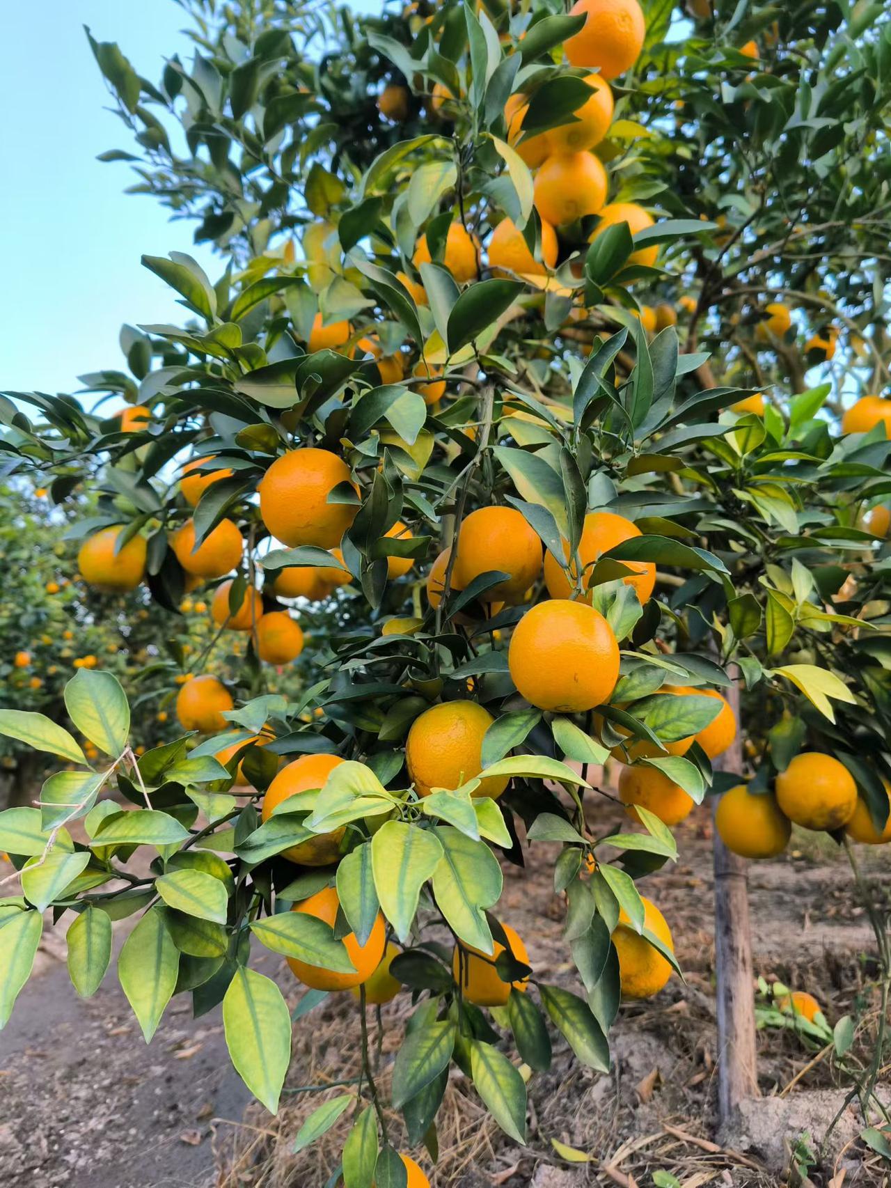 老家橙子熟了，可以卖了[笑哭][笑哭][呲牙][呲牙][呲牙]