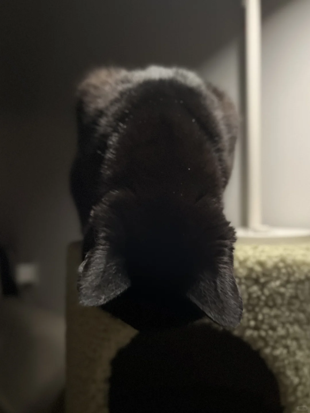 小猫给您鞠躬！