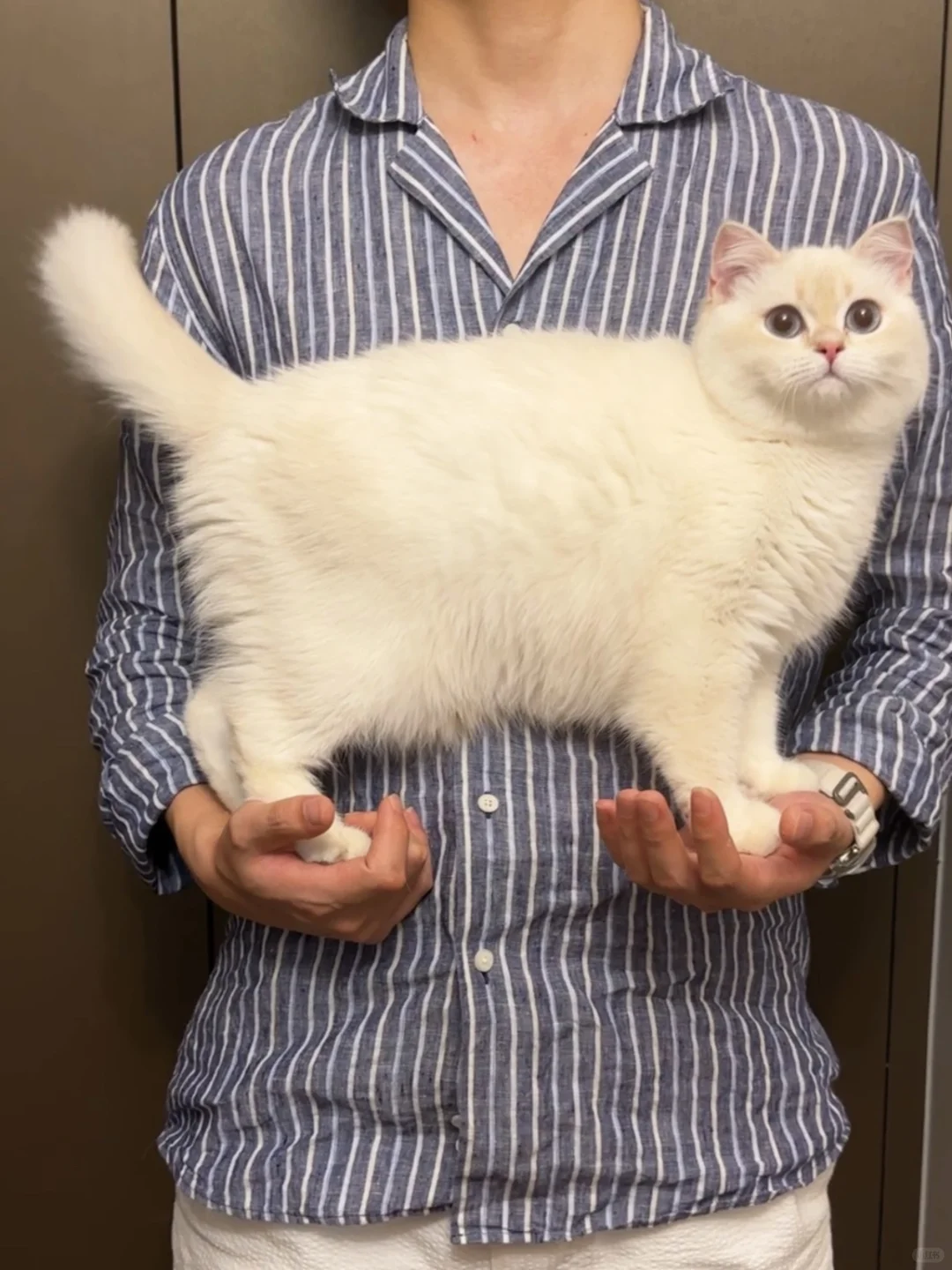 人  猫需要你一直托着我