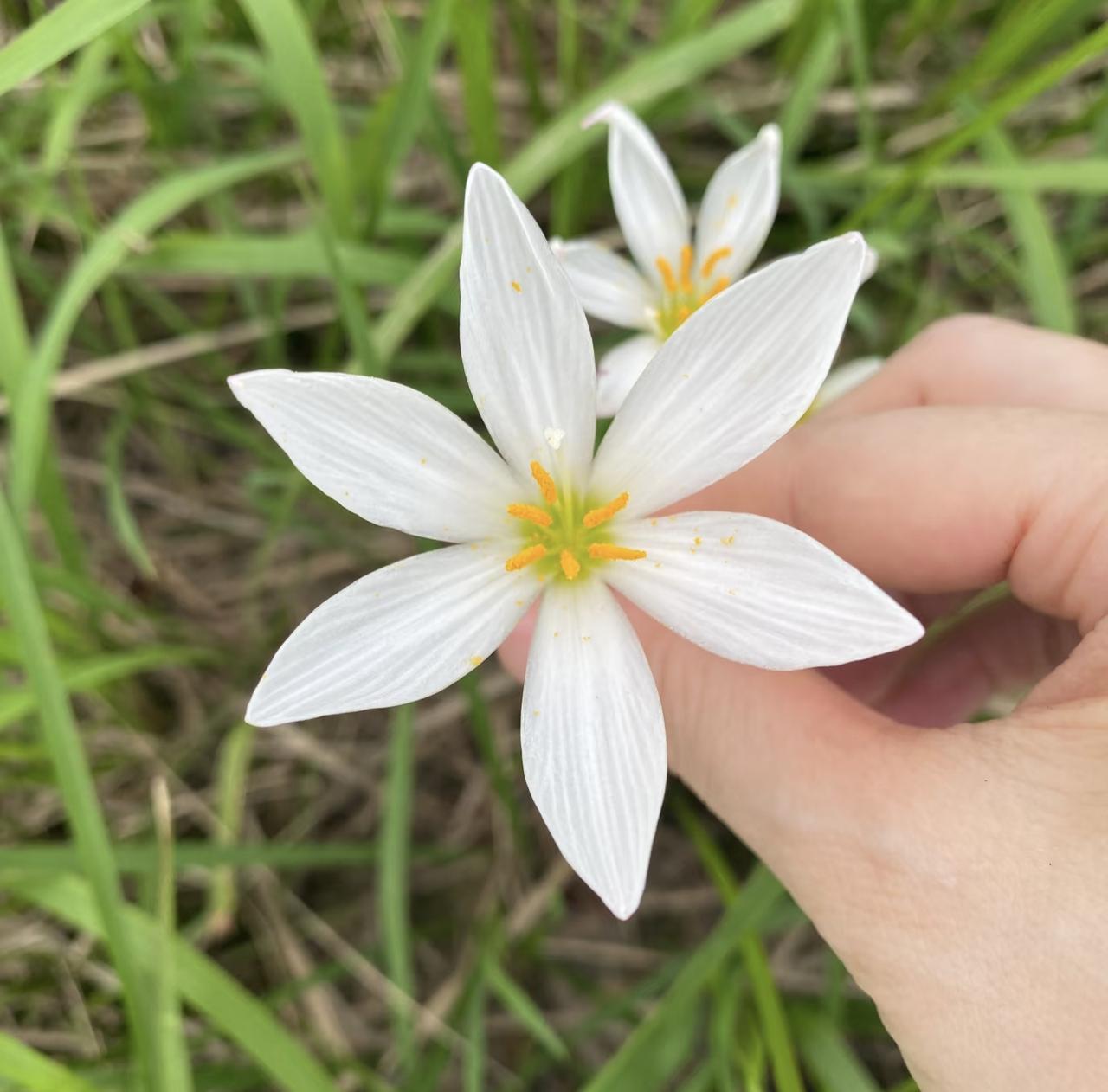 在草丛里偶遇这几朵葱莲，像藏在绿野里的小星星。纯白的花瓣带着细腻的纹路，嫩黄的花