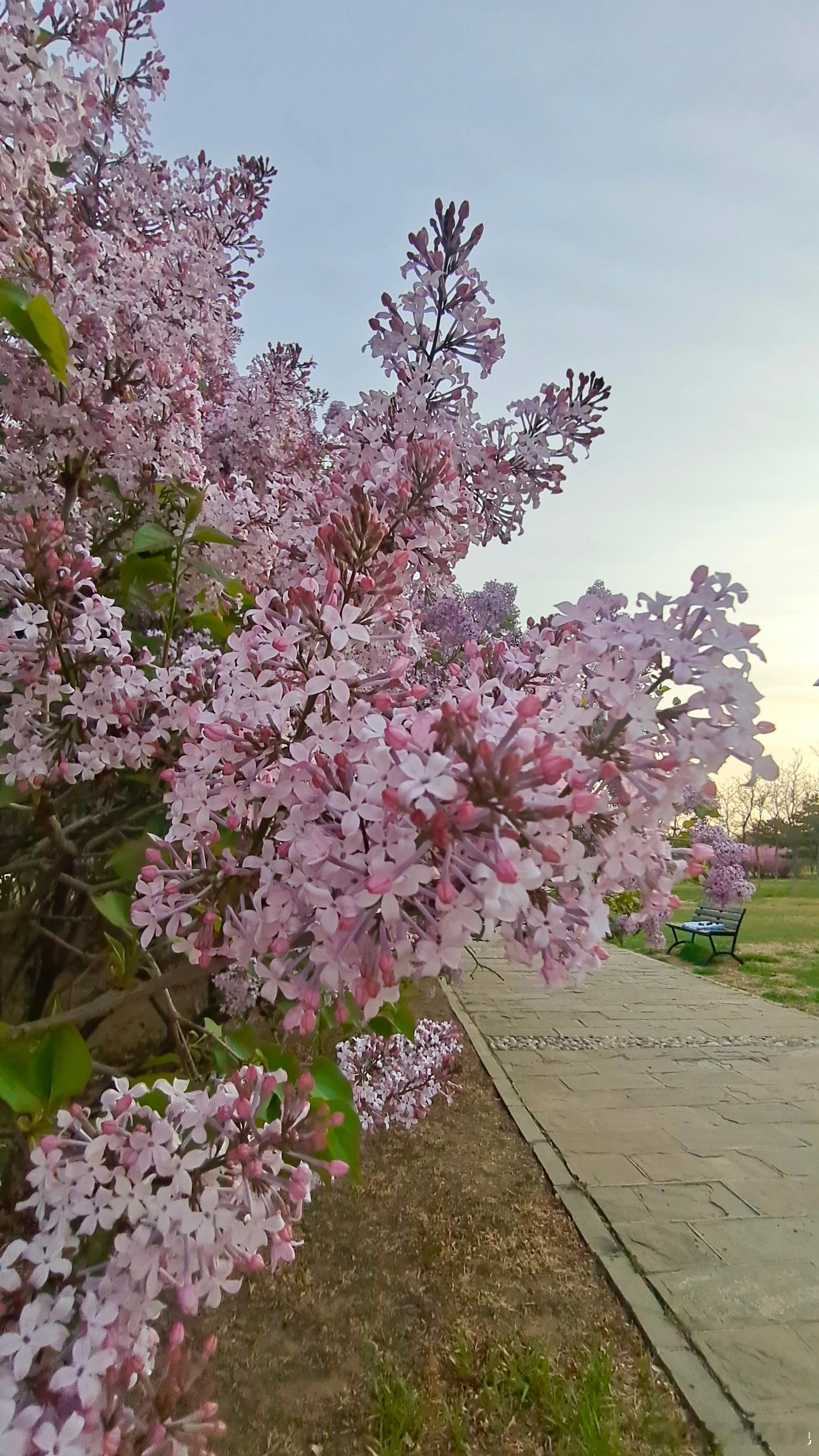 早ﾉ☀你说你最爱丁香花，🌸我现在已经被熏趴！[嘻嘻]#早安# [微风] ​​​