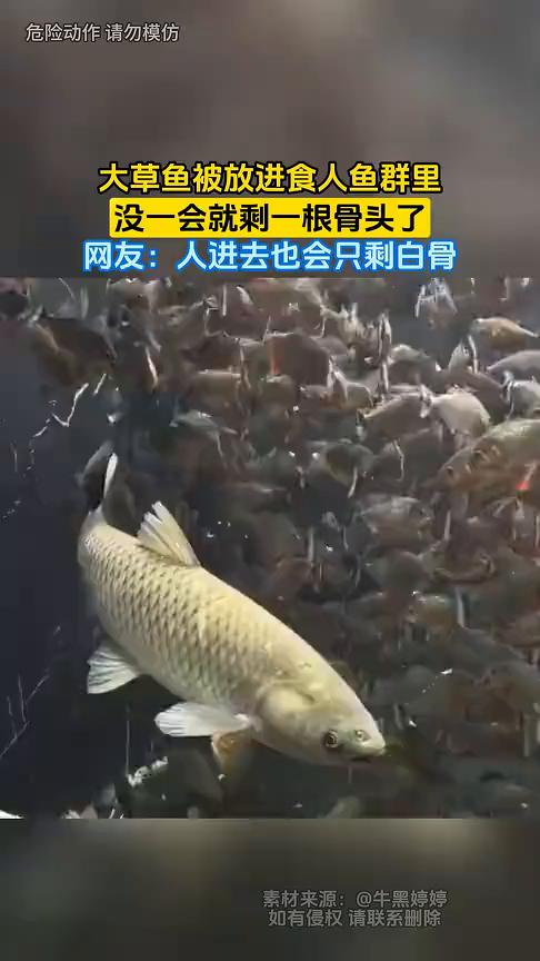 大草鱼被放进食人鱼群里，没一会就剩一根骨头了。网友：人进去也会只剩白骨。
5月2