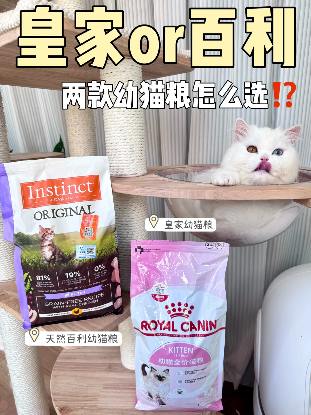 幼猫粮测评❓亲身使用体验share🤟