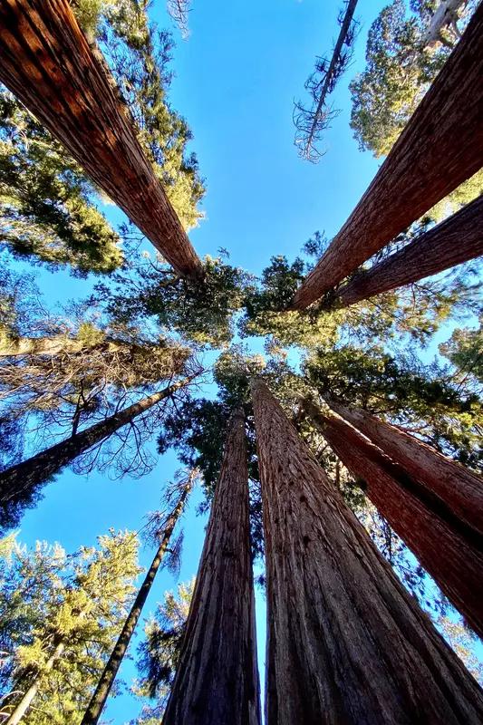 美国历史上曾对巨杉进行过大规模砍伐，砍伐的原因在网络上流传颇为广泛，说是因为巨衫