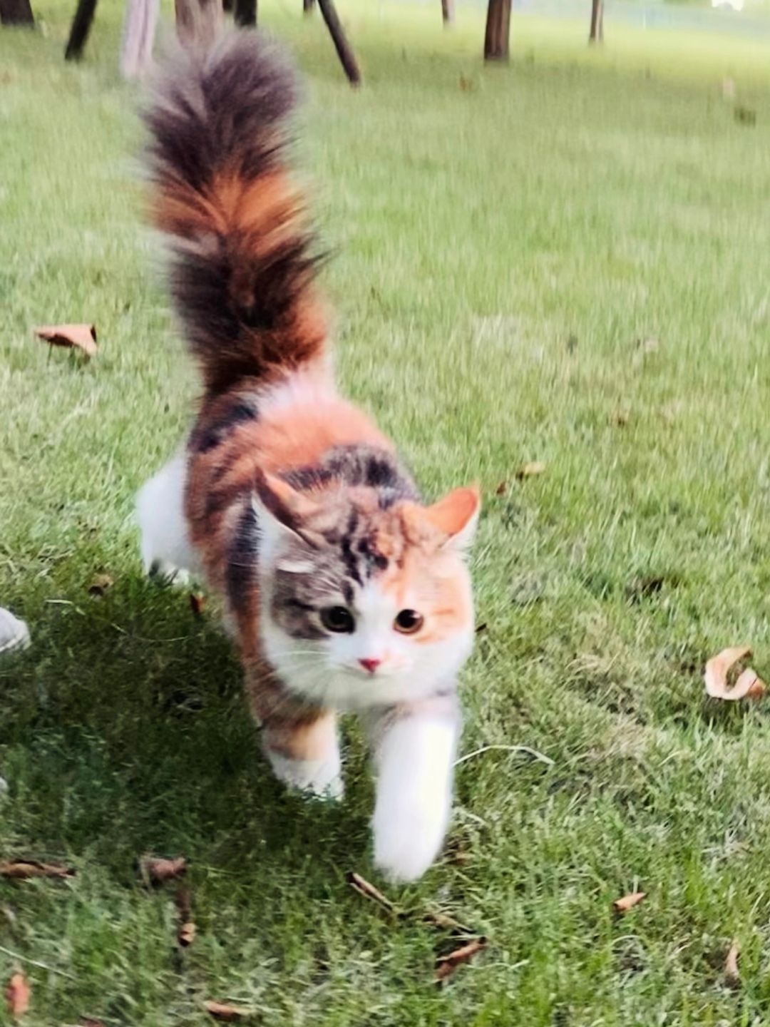 公主小猫驾到