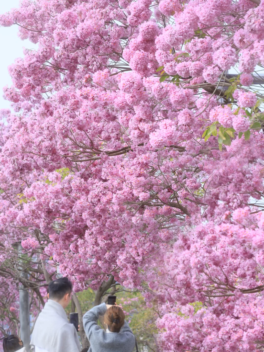 2.5的深圳🌸请你看一场盛大的粉色！