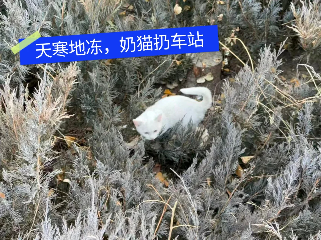 扔出2个小猫，公交站没吃没喝没窝求收留