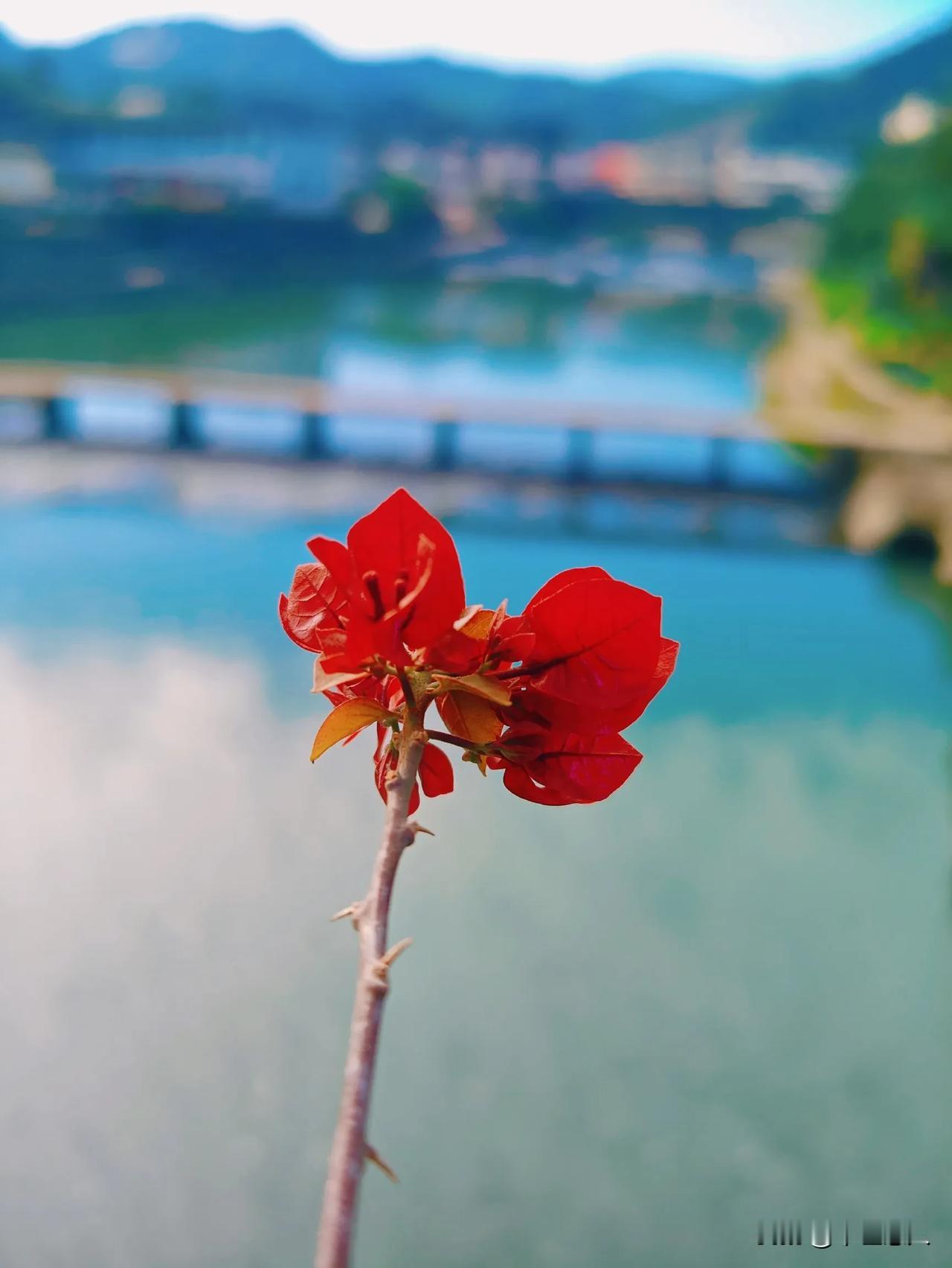 落花有意，流水无情。
虽然天寒地冻，但三角梅依然盛开。这种花好像一年四季不是在开