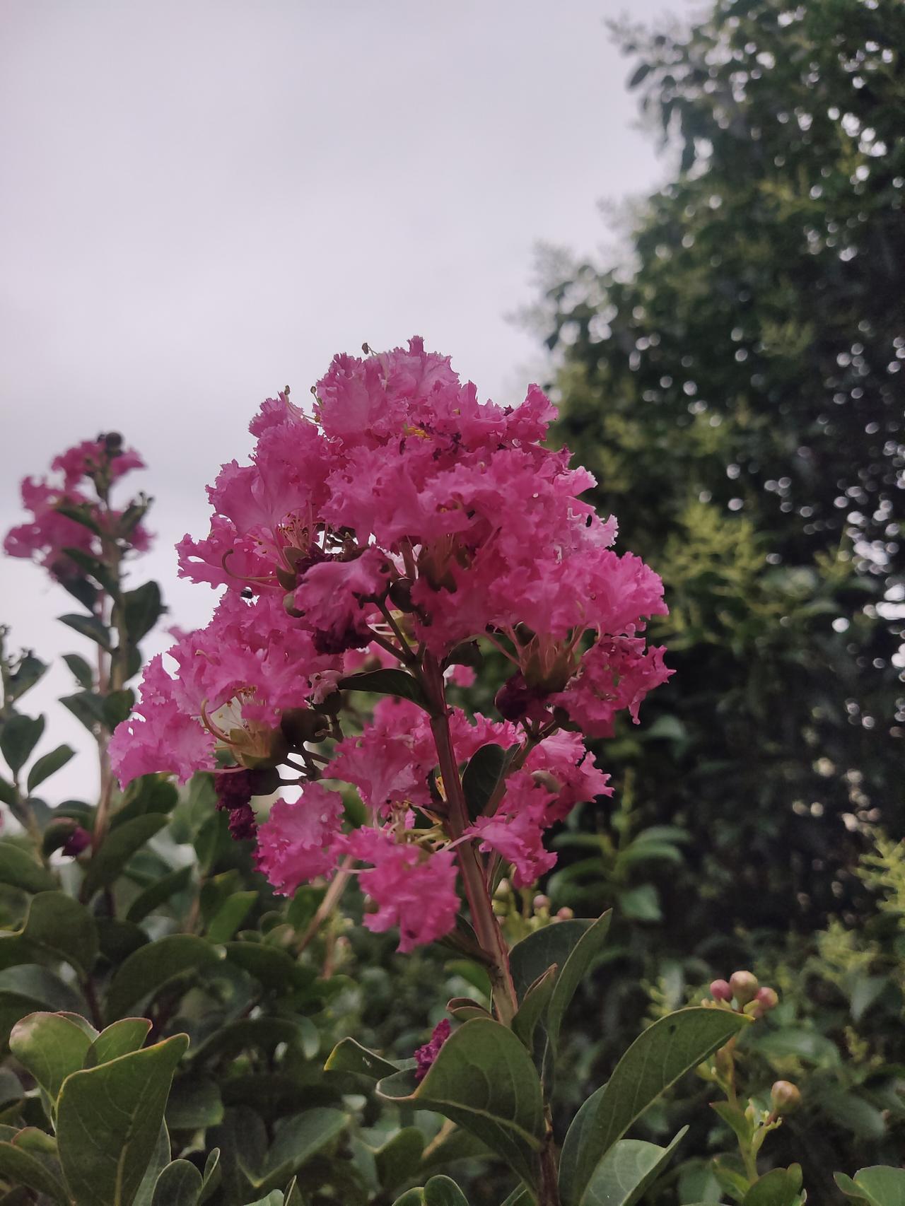我认为是