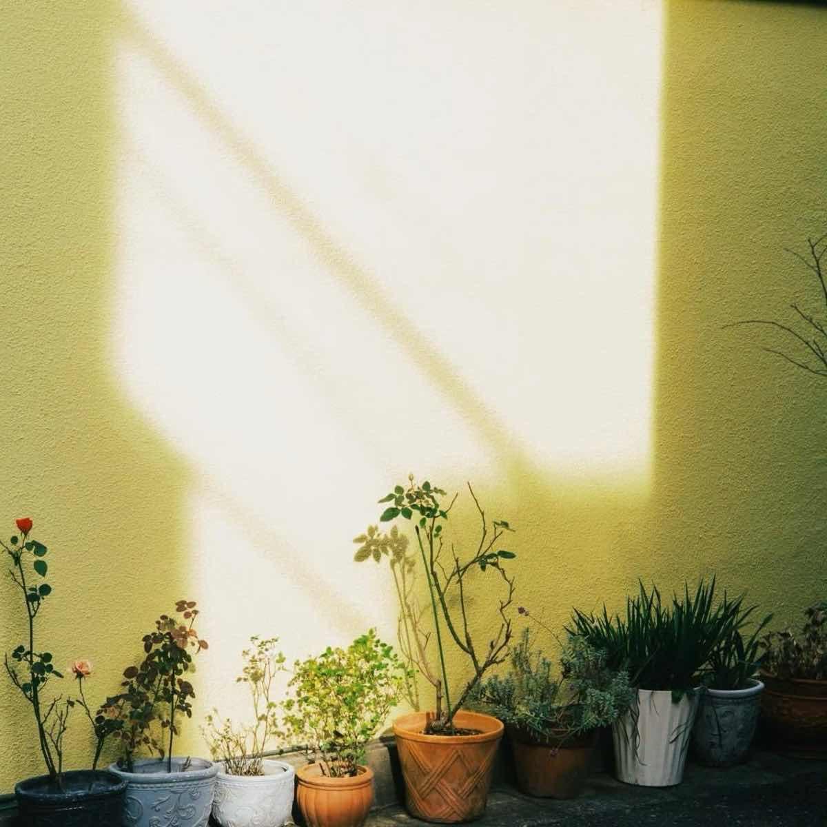 整个夏天，语言总不能捉住心绪，
漫溢的心绪也许注定无以表达，语言总是离他的心愿太