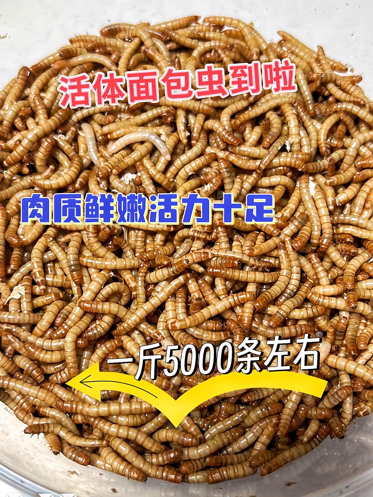活力满满的活体面包虫，个体饱满均匀，色泽鲜亮。用于投喂鱼类，能激发鱼儿...