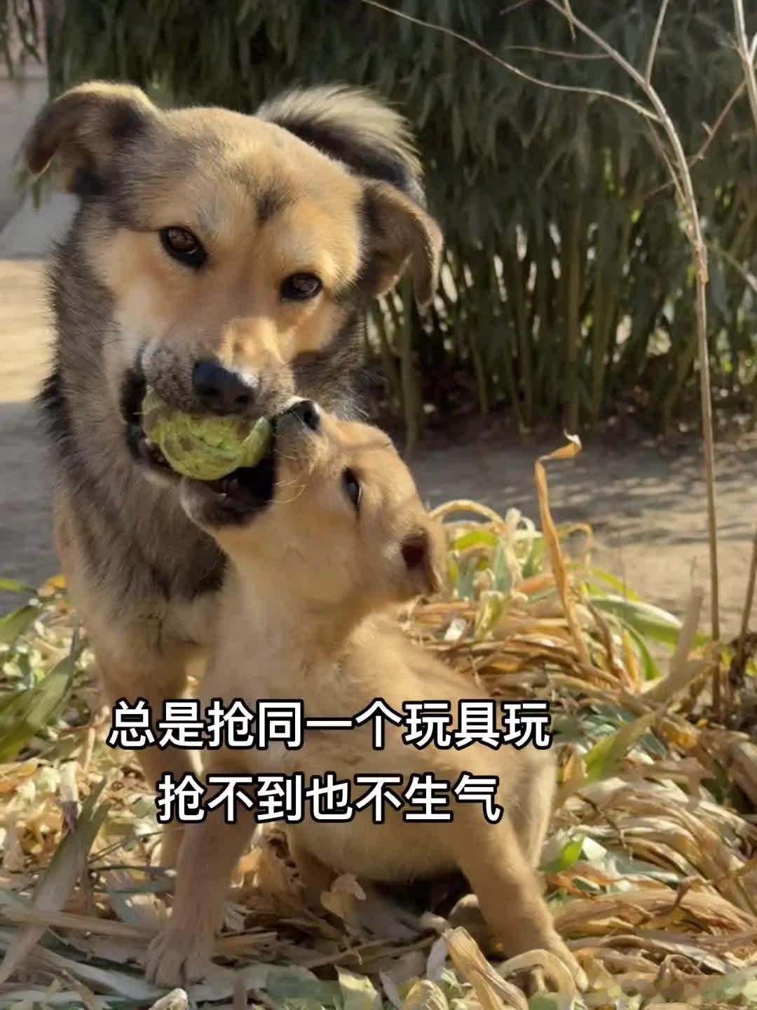 “我们是对方最好的朋友”萌宠宠物