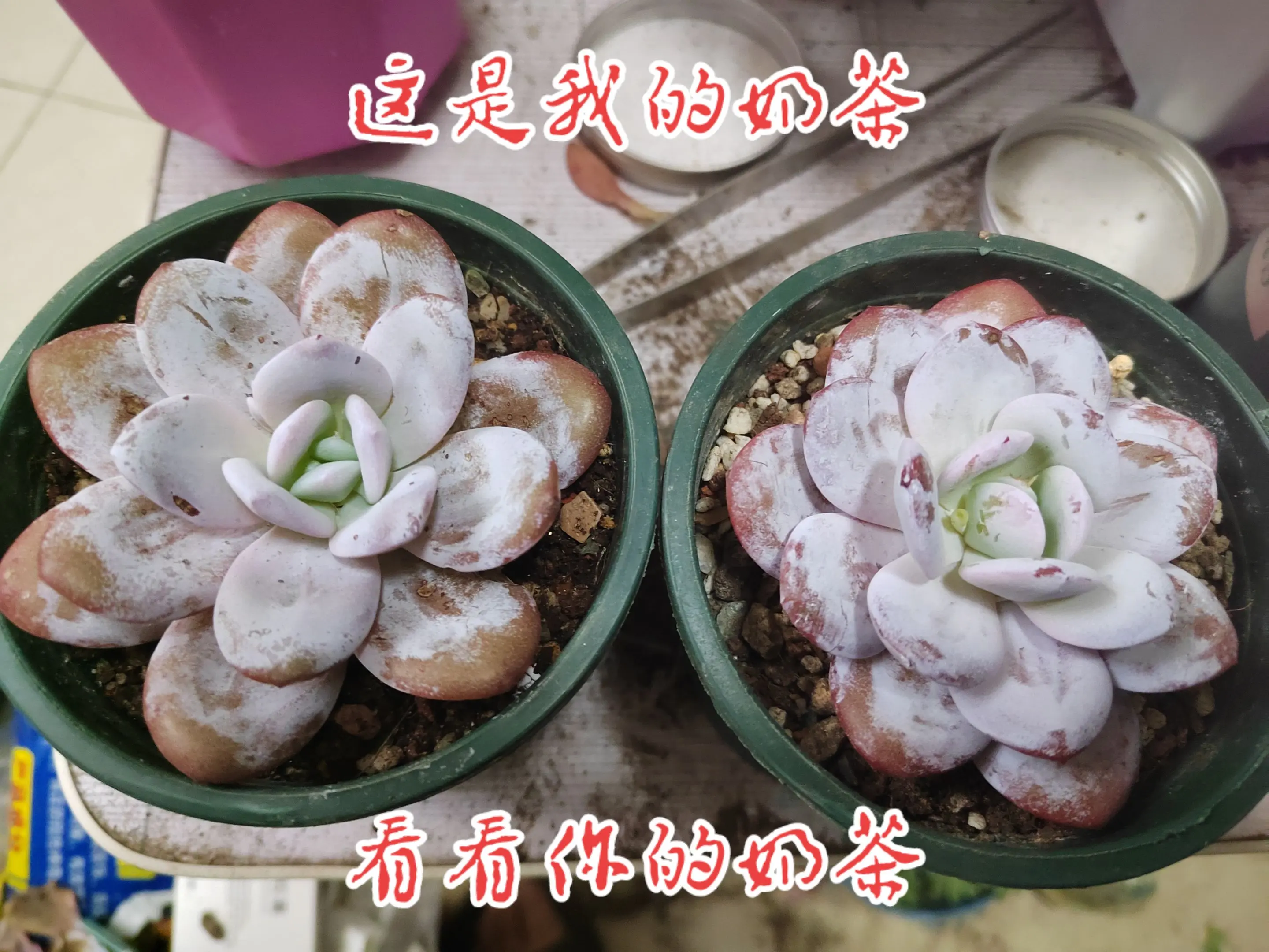 我想要一个满是花花的评论区，可以留下你的花花再走吗？