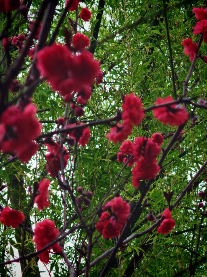 我要上精选-全民写作大赛 我要上精选-全民写作大赛
花红柳绿的春日，总令人沉醉其