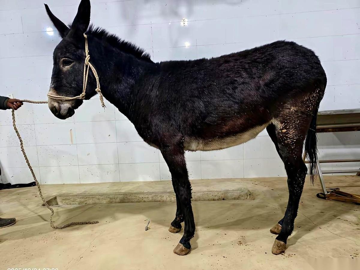 我今天才想明白一个特残酷的事儿。
一个物种，想在地球上活下去，最好的办法是啥？