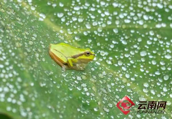 雨蛙（动物们210）

雨蛙,脊椎动物亚门，两栖纲，无尾目，种类约250种。雨蛙