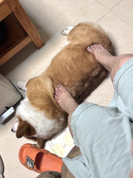 柔软敦实的垫脚狗🐶