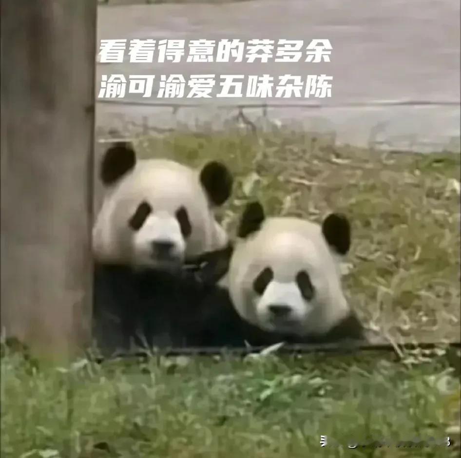 瞧，这俩双胞胎吃瓜吃的
看啥，俩一本正经的，原来是莽灿灿上树了，哈哈大树咱小五不