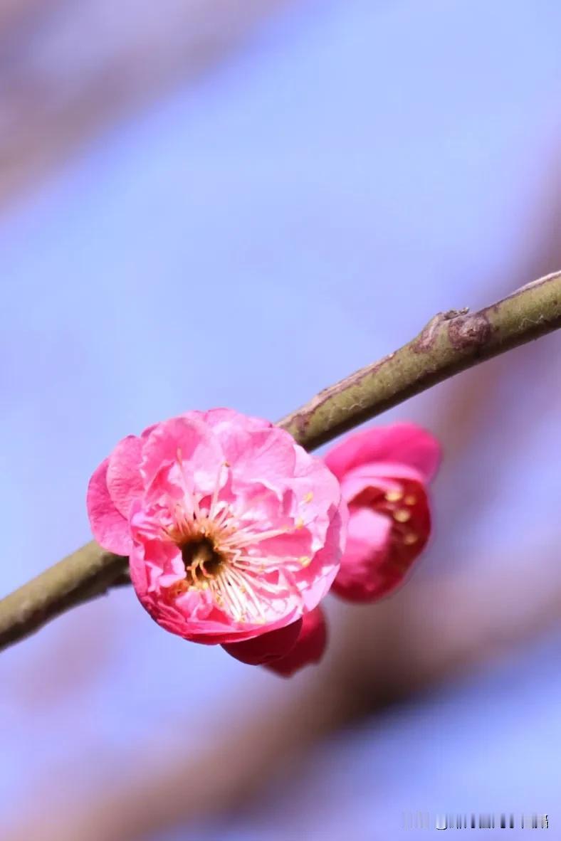 万木凋零的寒冬，梅花却能独自绽放，以其坚韧不拔的品质与独特的风姿，成为冬日里一道