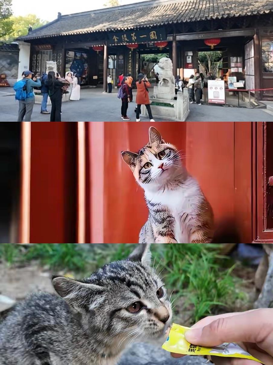 金陵第一园瞻园的王府猫向全社会征求铲屎官啦！主要是猫繁殖太快，园内猫数量太多，影