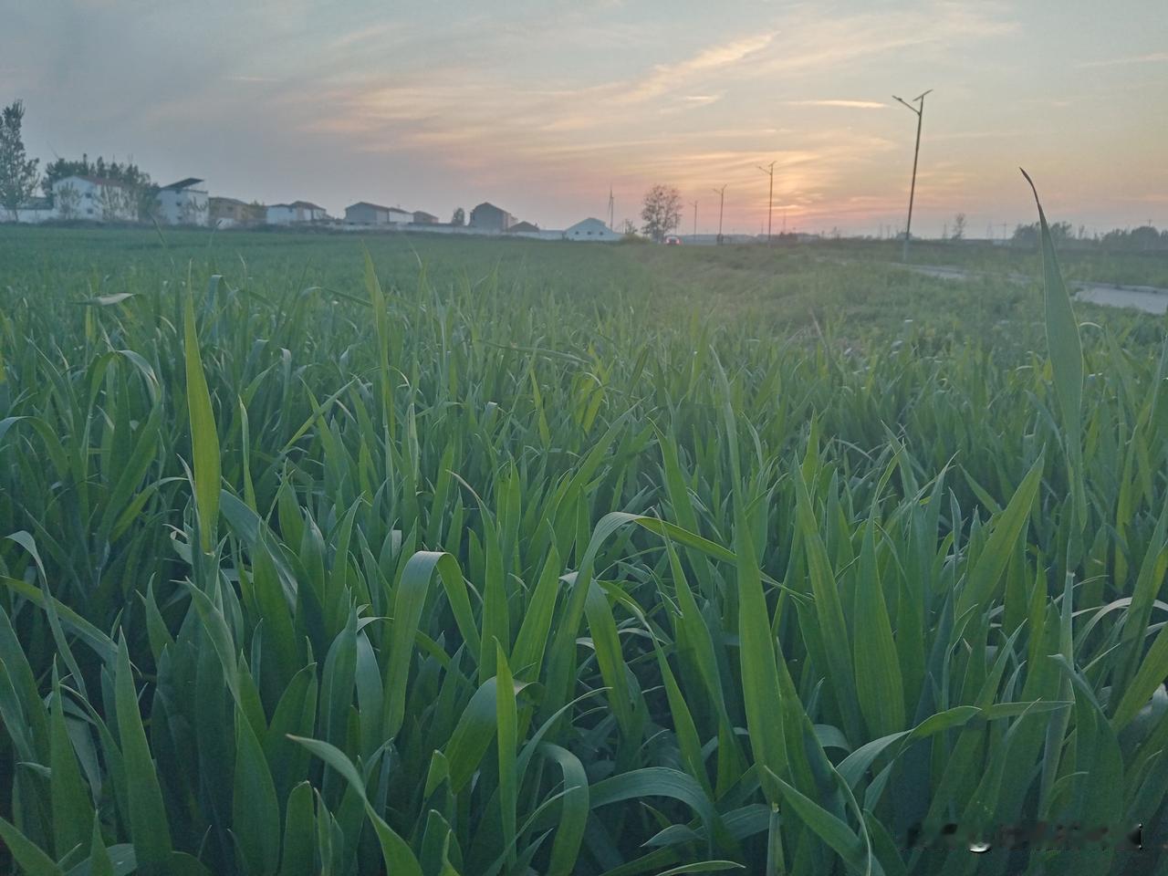 老农谚
冷热就看二月二十六
二月二十六早看天，一年不用问神仙
二月二十六雨淋头，