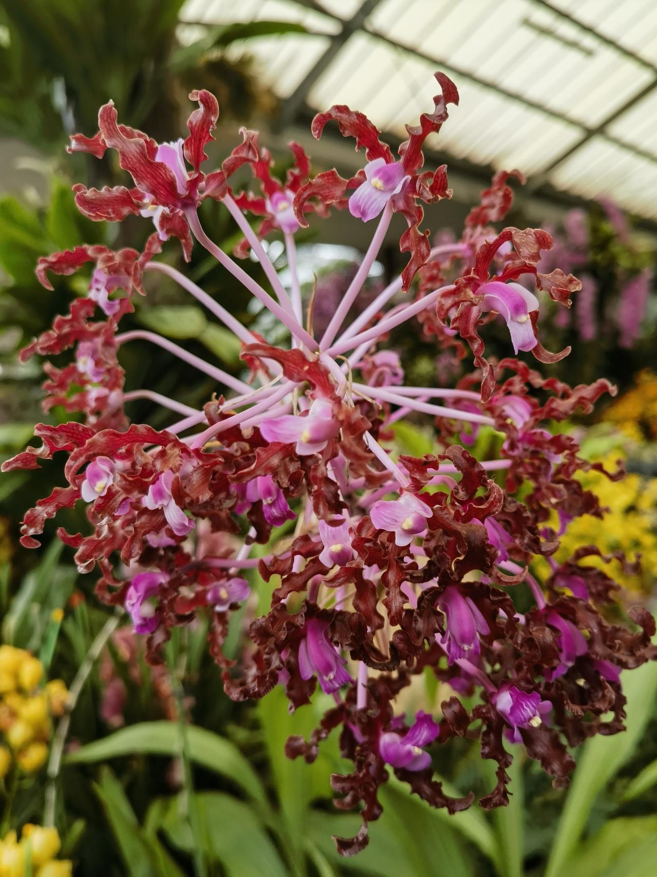在华南国家植物园拍到一种珍稀的兰花，仅为它绚丽多彩的颜色和浓郁扑鼻的芳香所吸引，