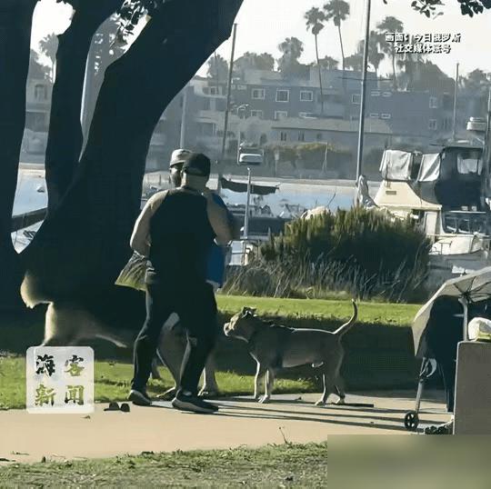 太有灵性了！

我看这哪是狗有灵性啊，明明是养烈性犬没训到位的隐患好吗？主人刚摆