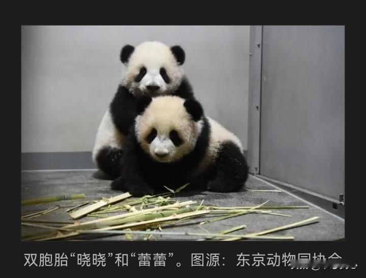我们在日本的熊猫，还要更加提前回国了！

目前，日本国内仅有2只大熊猫，分别为东