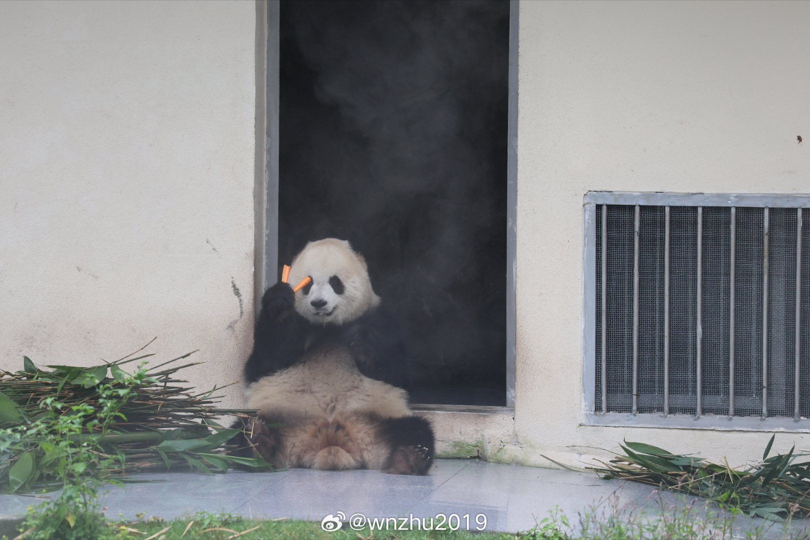 大熊猫渝爱 爱因斯坦.渝爱！她是识数的，向各个方向的ee展示:我手里有两根胡萝卜