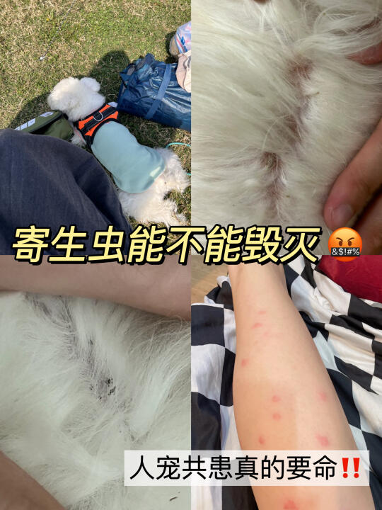 踏春一定要警惕寄生虫杀手🥷防止人宠共患‼️