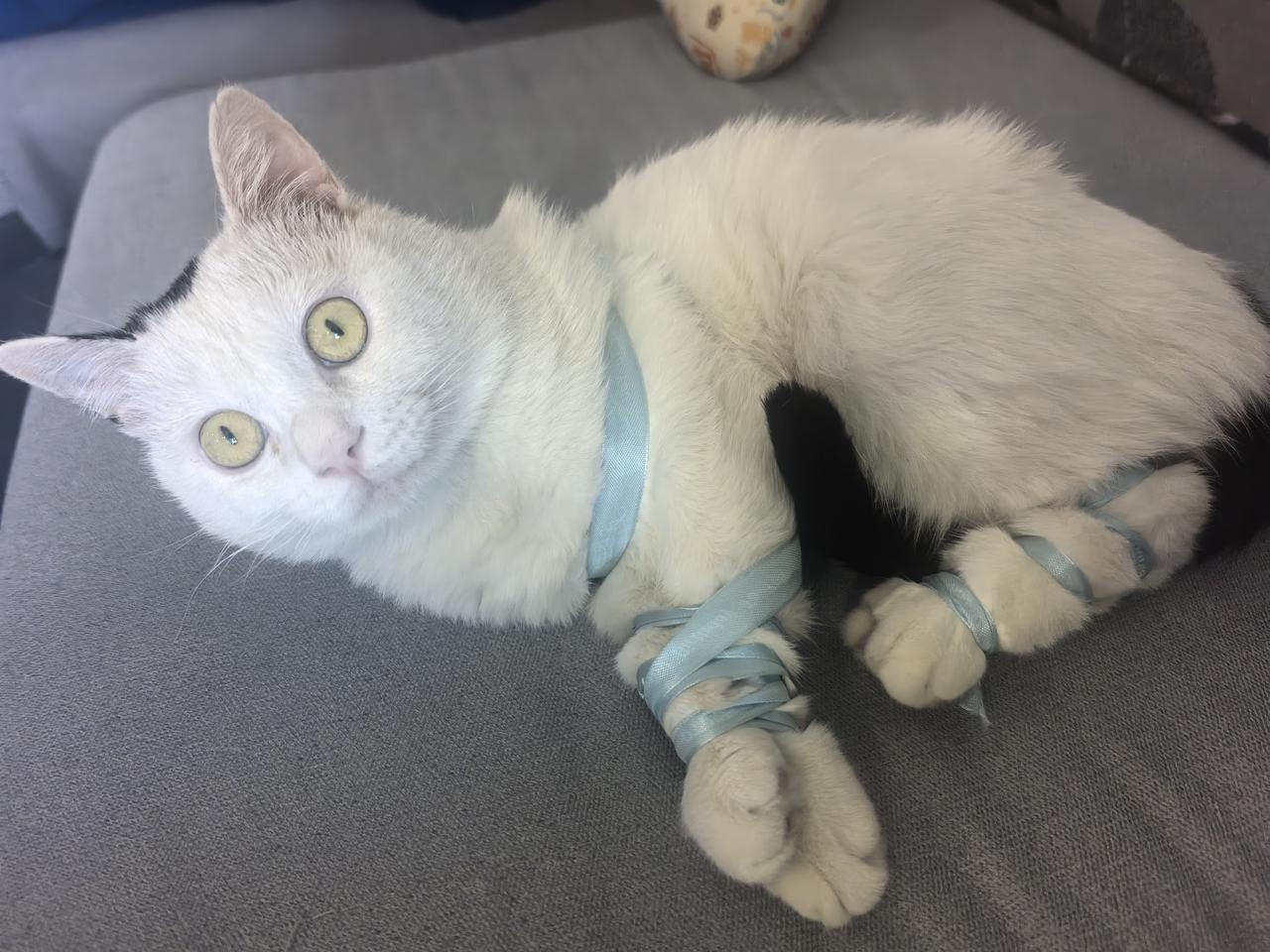 能晒一下你家猫咪慵懒的样子吗