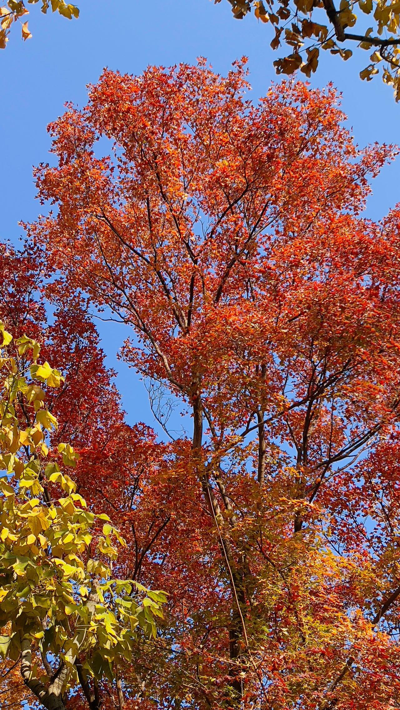 晒晒你拍的树照
