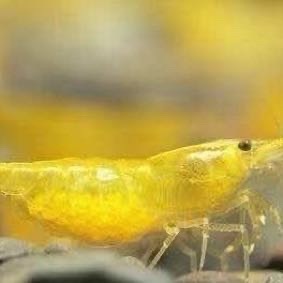 俺们黄虾是伟大而美貌的肉体粉[加油]矜贵金贵的🦐垃圾可不配叫～应该叫发黄的🚽