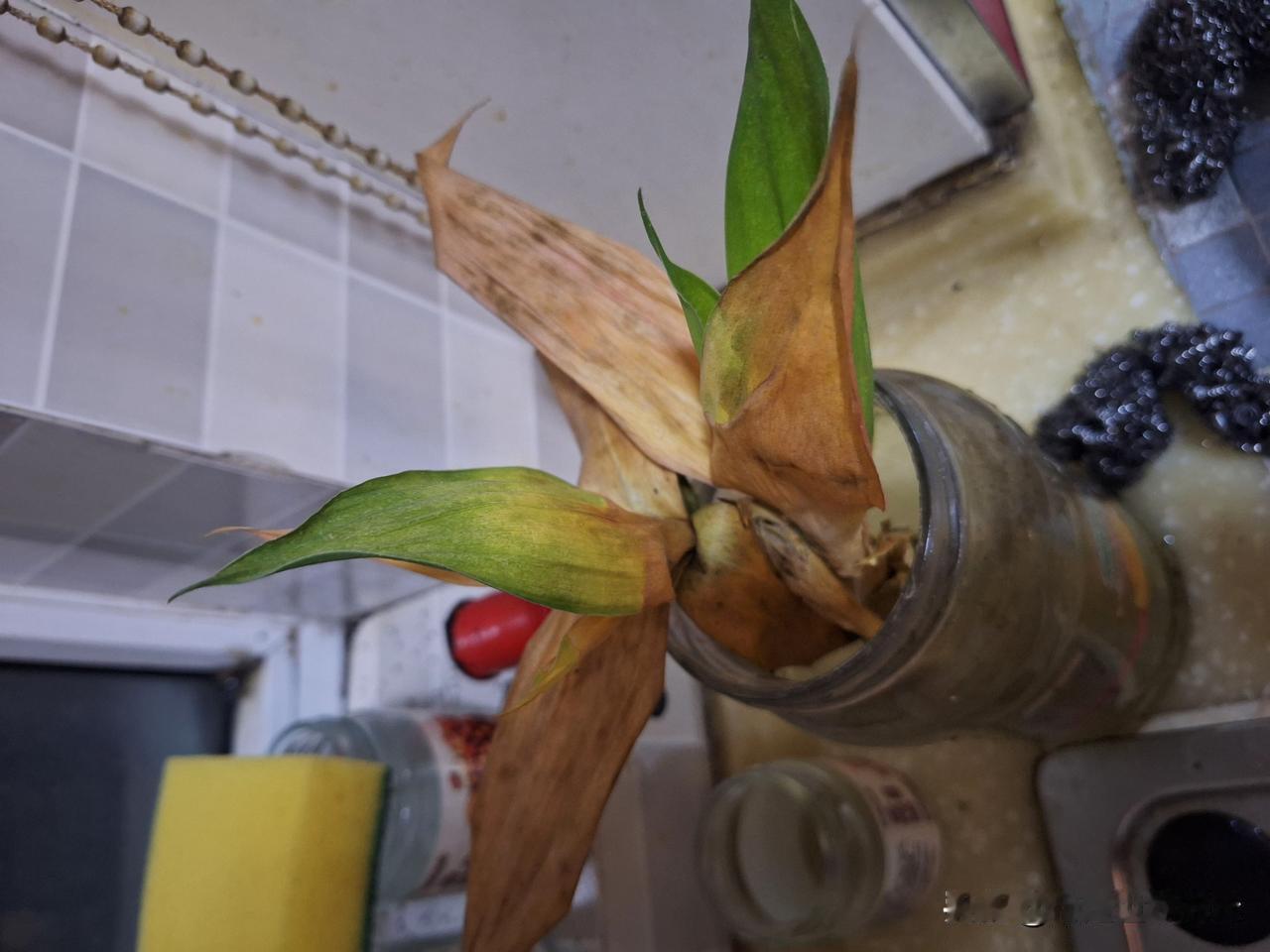 离开半个月，富贵竹死了，发财树也死了，好一朵美丽的茉莉花也去了冥界忘川彼岸，看来