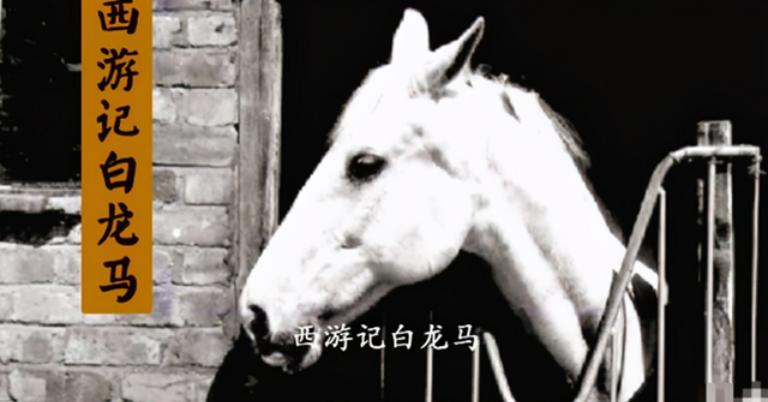 西游记拍摄结束后，导演杨洁找人把白龙马，安置在了无锡的养马场。

很少有人知道，