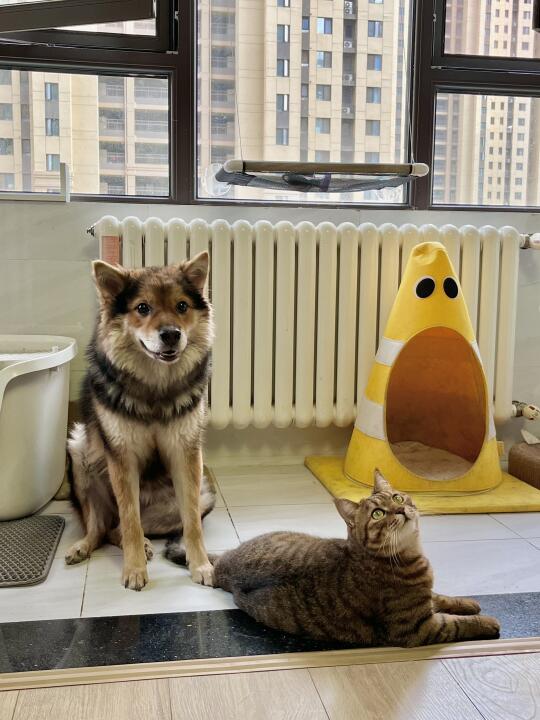 算了  你们这些没有猫狗双全的根本不会懂
