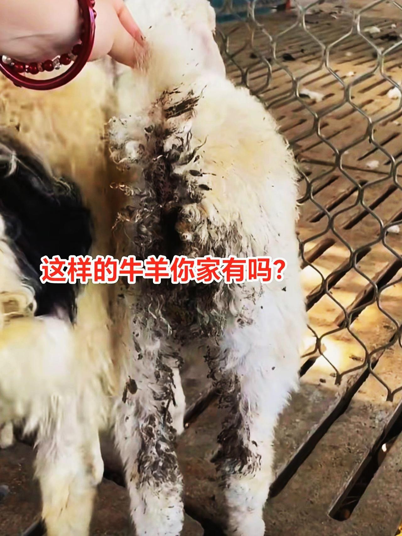 养羊人 羊羔拉稀 农村养羊