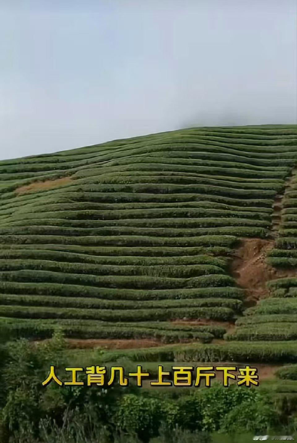 武夷山运茶已经用上无人机了 武夷山的茶山上空忙起来了！采茶季用无人机转运茶青，快